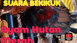 Download lagu SUARA PEMIKAT AYAM HUTAN KASINTU JAWA/BEKIKUK|| DIJAMIN JOSSS MENDEKAT mp3