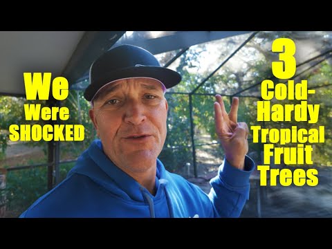 3 Tropical Fruit Trees That Secretly Love the Cold 🍊❄️