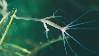 القضاء علي الهايدرا