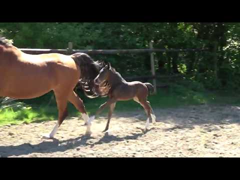 Dolcezza (Diamant de Semilly x Quasimodo van de Molendreef x Grosso Z x Argentan)