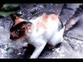 Funny Cat Meow Food