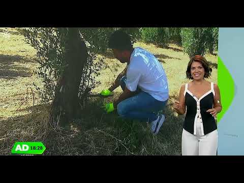 De agricultores a crear nuestro AOVE ecológico | Aceites Renacer en Andalucía Directo