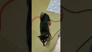 いつもより多く回っとります！㊗️🐕 ͗ ͗🖤#暴れ祝は親分気分