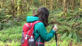 Santiam Wagon Trail and Soda Creek Falls