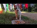 Meowing Cat Scared Of The Food And Runs Away