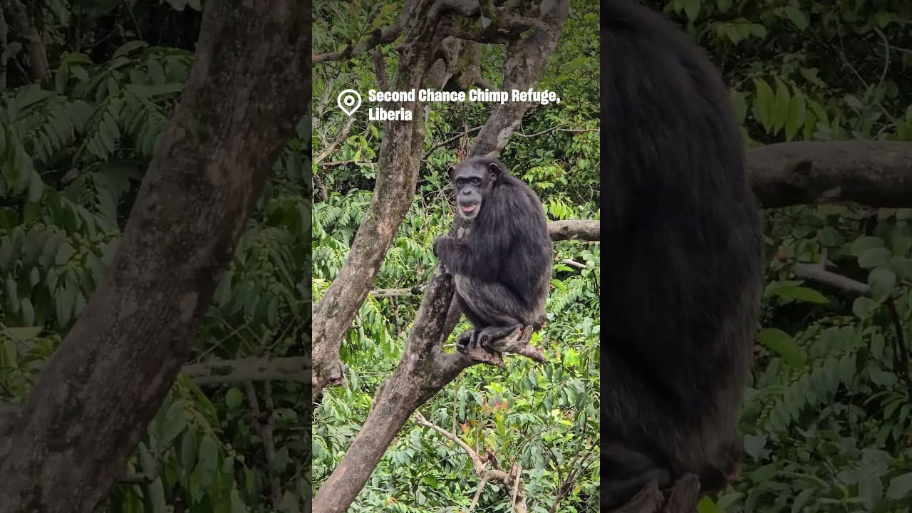 Video thumbnail for Second Chance Chimp Refuge