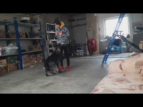 Ruby Rose Leryka- poslušnost (14 měsíců)1/2021