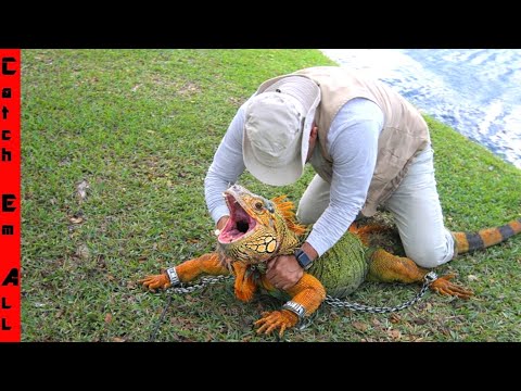 GIANT IGUANAS are CAN NOT  be STOPPED in the COLD WEATHER!