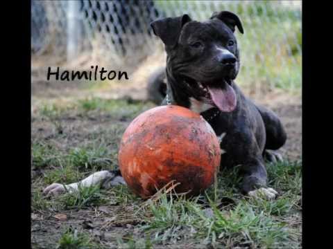 Brindle Play Date with Keziah and Hamilton