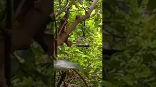 Download lagu sensasi mikat burung di kebun #burung #perkutut #pikat #hobby #hobi mp3 Download lagu sensasi mikat burung di kebun #burung #perkutut #pikat #hobby #hobi mp3