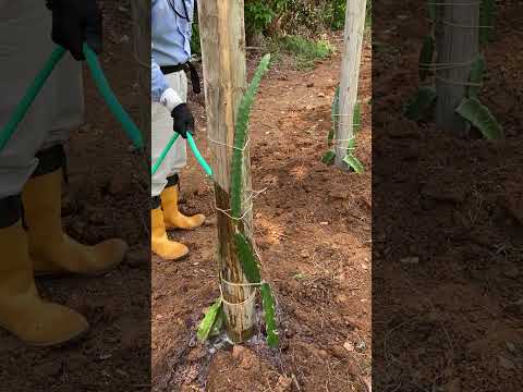 ドラゴンフルーツ、ピタハヤ 植物