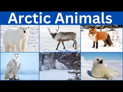 Arctic Animals | Arctic Animal Names