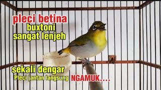 Download lagu Paling cepat di respon pleci jantan, pleci betina birahi memanggil jantan mp3 Download lagu Paling cepat di respon pleci jantan, pleci betina birahi memanggil jantan mp3