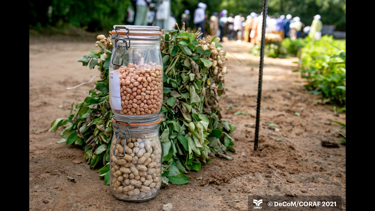 Projet ABEE : 6 ans d’innovations pour des cultures plus résilientes en Afrique de l’Ouest