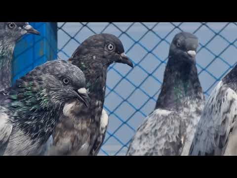 Super hit video of Ustad Safdar Kotla Breed Name F16 What classy Pigeons