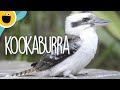 Laughing Kookaburra Song Wild Clips Sesame Studios