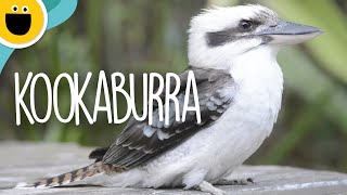What’s So Funny Kookaburra