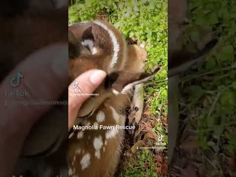 How to tell if a fawn is orphaned or not; dry nose, curled ears tips, skin tents. #fawn #babydeer