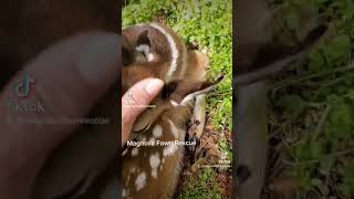 How to tell if a fawn is orphaned or not; dry nose, curled ears tips, skin tents. #fawn #babydeer