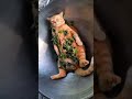 Kaala Virichi Toongurathule Enna Kaathottam Funnycat Vadivelversion