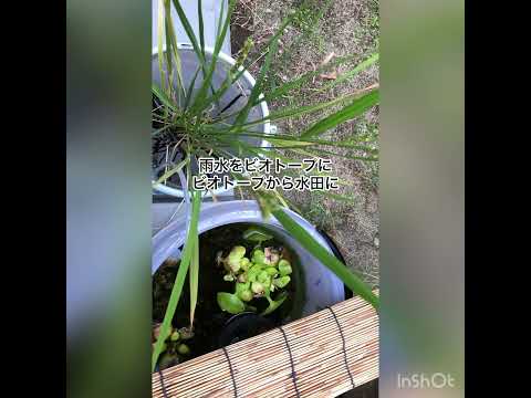 たくさんの花を咲かせる地中海の低木ラフィオレピス