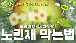 노린재 피해 때문에 고민 많으시죠..? 다양한 종류의 노린재를 막는 방법!