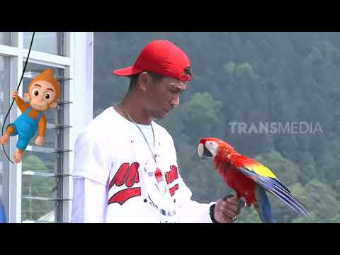 SI OTAN | SI TELINGA PANJANG DAN SI SAYAP CANTIK (18/04/19) PART 3