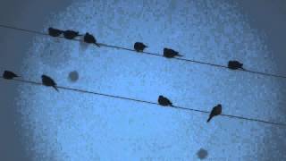 The Birds Bring You A Little Christmas Jazz!  Not ASMR :)