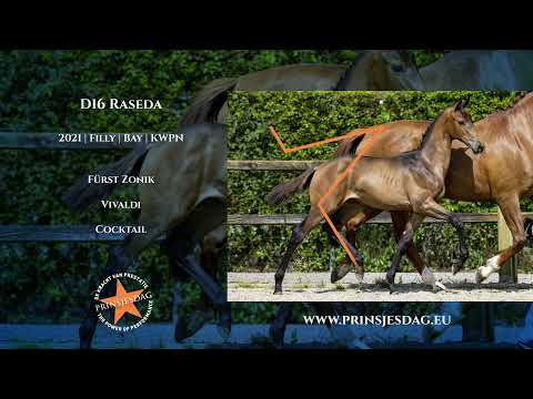 D16 Raseda (Fürst Zonik x Vivaldi x Cocktail)