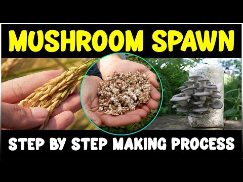 Mushroom Spawn Production Process