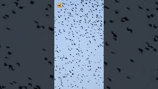 Crow Sounds (Crows Flying On A Blue Sky)