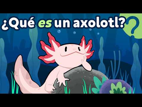 Why are AXOLOTLS ✨magic✨?
