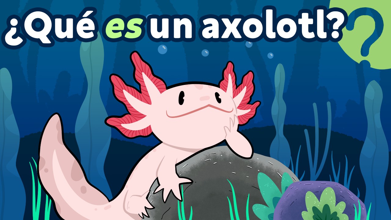 Why are AXOLOTLS ✨magic✨?