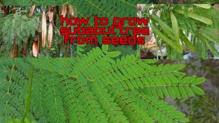 How to grow subabul treeriver tamarind white leadt