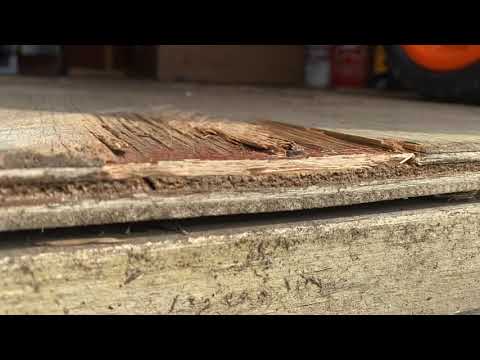 Shed Full of Stinky Ants in Toms River, NJ