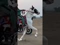 Chaalbaaz Horse Beautiful Chalbaz Horse Sakab Taki