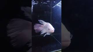 Download lagu mujair slayer nila slayer mp3