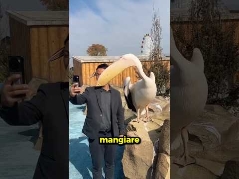 Questo uccello MANGIA tutto ciò che vede!😨