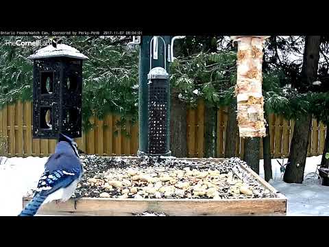 Never A Dull Moment At The Ontario Feeders – Nov. 7, 2017