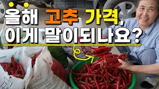 햇고추 가격? 고추농사 이렇게 수확하였습니다.
