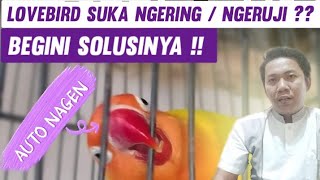 Download lagu Cara MENGATASI LOVEBIRD NGERING Atau NGERUJI !! DIJamin Nagen !! mp3 Download lagu Cara MENGATASI LOVEBIRD NGERING Atau NGERUJI !! DIJamin Nagen !! mp3