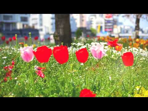 PEAVIS - Taiyo (Official Video)