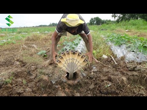 Oh My God ! Brave Boy Catch Biggest Snake  In the Hole With Bare Hand