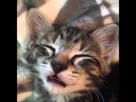 #celestine #whiteandredcats #whiteandgingercats #gattibianchierossi #gatos #gatti #chats #neko #cu