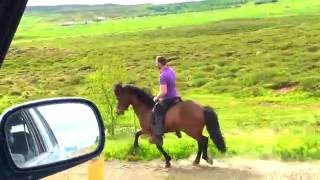 Hrókur frá Garðshorni