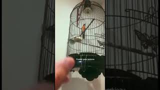 Download lagu tledekan gunung gacor super gila mp3 Download lagu tledekan gunung gacor super gila mp3