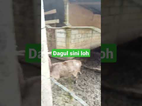 dagul rusa jinak.video #shorts