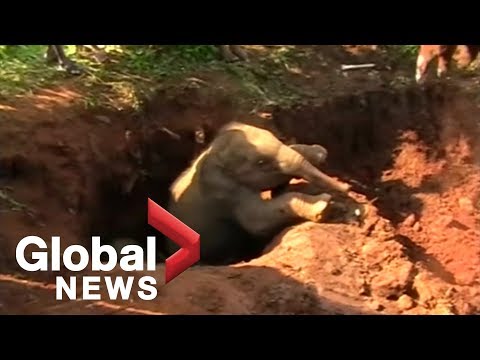 Two baby elephants rescued in Sri Lanka