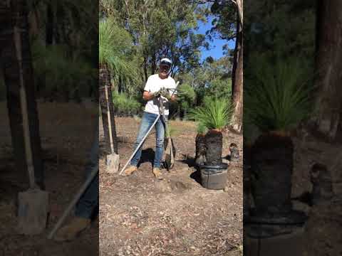 How to plant Grass Trees / Blackboy Plants