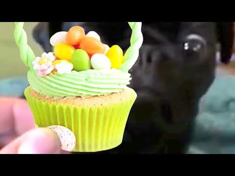 Delightful Cupcakes Theme Video